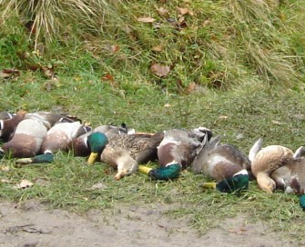 Ente lebendig begraben