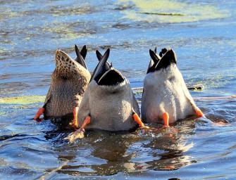 Lebende Ente alternativlos