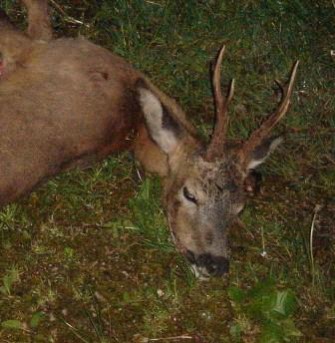 Kärnten – Falsche Verdächtigung von Tierschützerseite gegen Jäger