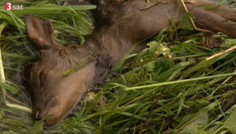 Katastrophale Hochwasserfolgen für das Wild