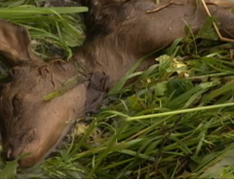 Katastrophale Hochwasserfolgen für das Wild