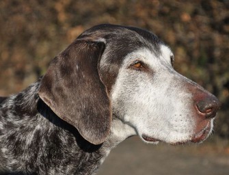 Kampagne gegen Hundesteuer