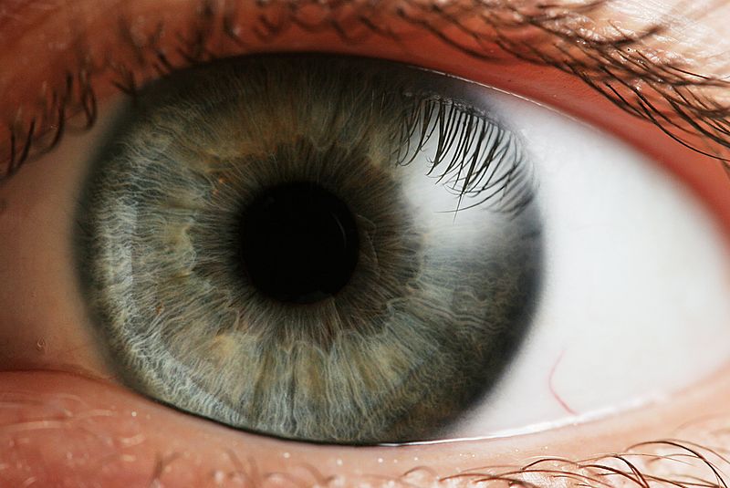 eye_iris-petrnovkwikipedia.jpg
