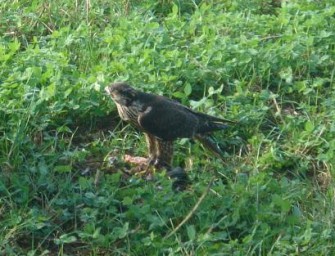 Österreich – Falken als Winzerschutz