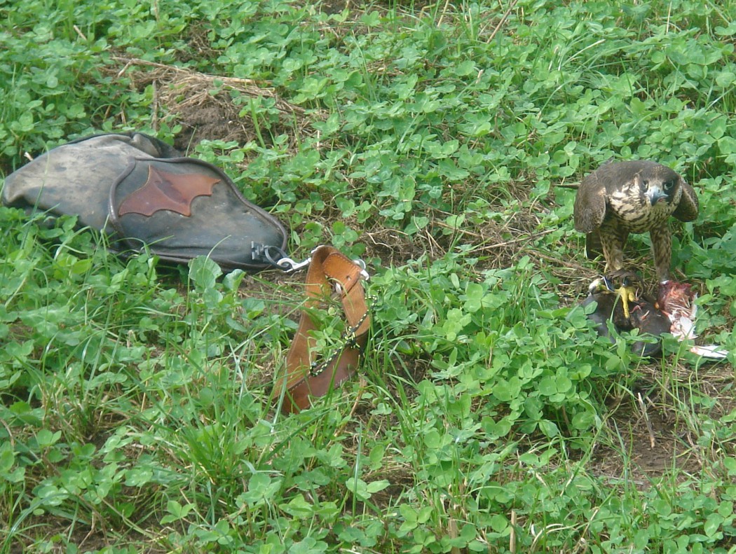 falkenjagd.jpg