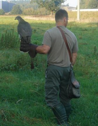 Bremervörde – Greifvögel in Aktion