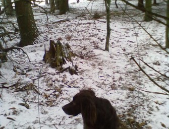 Wilderei in Schleswig-Holstein