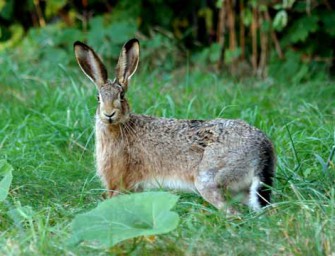 Hasenbestand gesunken