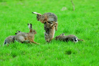 Quo vadis Osterhase?