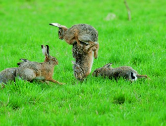 Quo vadis Osterhase?