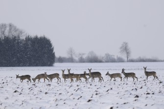 Längere Jagdzeit auf Rehe?
