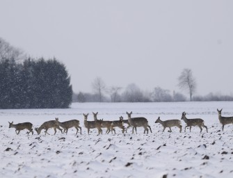 Längere Jagdzeit auf Rehe?