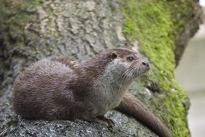 fischotter_lutra_lutra.jpg
