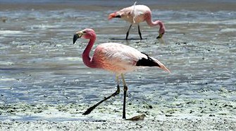 Schweiz – Flamingo erlegt