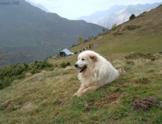 Schäfer verliert sechs von sieben Hunden nach Wolfsangriff