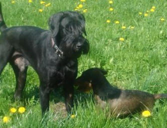 Freilaufende Hunde bereiten Bauern Probleme