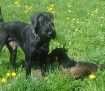 Freilaufende Hunde bereiten Bauern Probleme