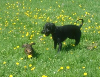 Kreis Gütersloh – Mehrere Hunde mit Ködern vergiftet