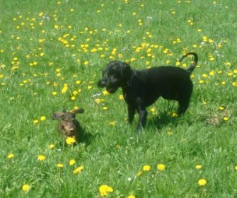 Kreis Gütersloh – Mehrere Hunde mit Ködern vergiftet