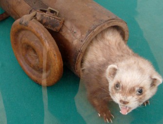 Kanarische Frettchenplage