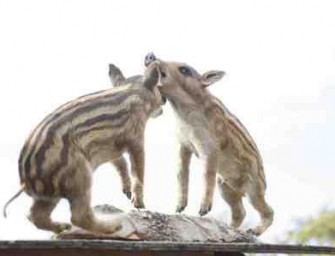 „Tierisch Hessisch – Tierisch Wild“