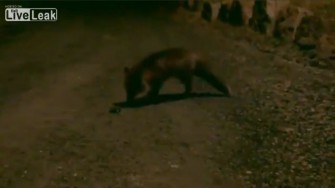 Fuchs du hast den Has` gestohlen