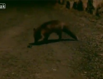 Fuchs du hast den Has` gestohlen