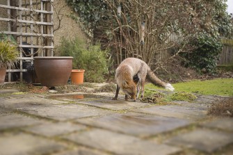 Konferenz: Tiere in der Stadt