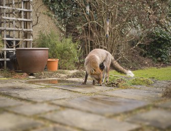 Konferenz: Tiere in der Stadt