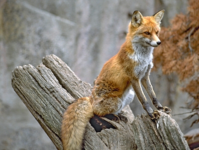 fuchse.rosepix.jpg