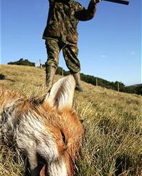 Schweiz / Thurgau: Aus für die Baujagd?