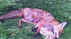 Fröttmaning – Warnung vor Fuchsräude