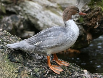 Ente verwüstet Wohnzimmer