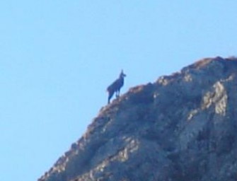 Bundesjägertag 2009 in Berchtesgaden