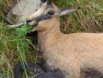 Österreich – „Schnapsdrosseln“ beim wildern erwischt