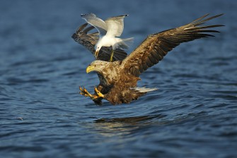 Winfried Wisniewski erneut zum GDT Naturfotografen des Jahres gewählt