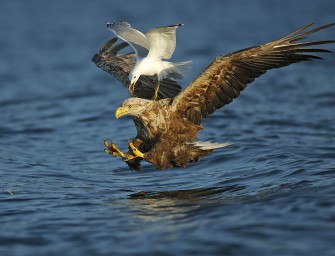 Winfried Wisniewski erneut zum GDT Naturfotografen des Jahres gewählt