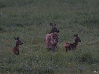 Gesamtstrecke weiter auf hohem Niveau
