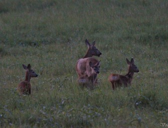 Gesamtstrecke weiter auf hohem Niveau
