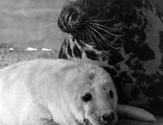 Kanada eröffnet Jagd auf Kegelrobben