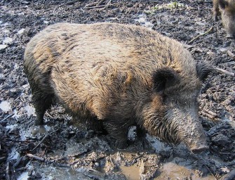 Blühstreifen und Jagdschneisen im Mais