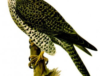 „Weißer Falke, weißer Wolf“