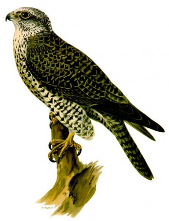 „Weißer Falke, weißer Wolf“