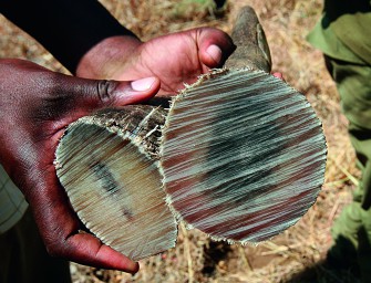 Festnahme: Kauf eines Nashorn-Horns geplatzt