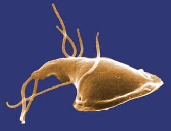 Gardien  Gefahr für Hund und Mensch