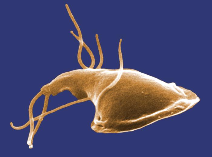 giardia_1-wikipedia.jpg