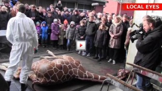 Zoo verfüttert Giraffe an Löwen