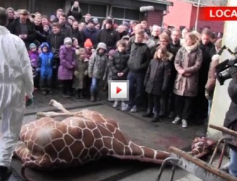 Zoo verfüttert Giraffe an Löwen