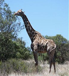 Südafrika: Junge Frau von Giraffe getötet