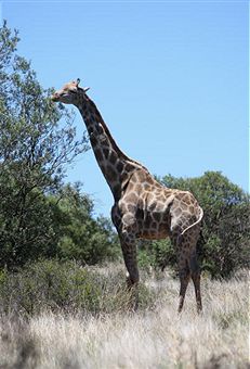 Südafrika: Junge Frau von Giraffe getötet